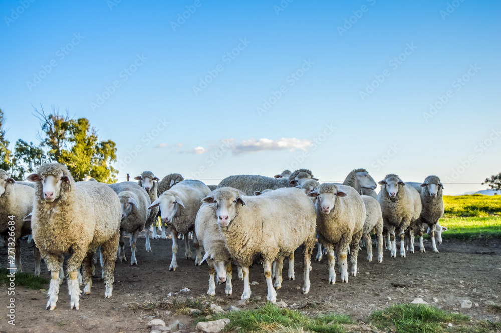 Obraz premium Big herd of Merino sheep grazing in green pasture in Midlands South Africa