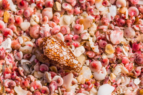 Sultanate Of Oman, Ras al Hadd , Ras al Hadd beach, pink seashells photo