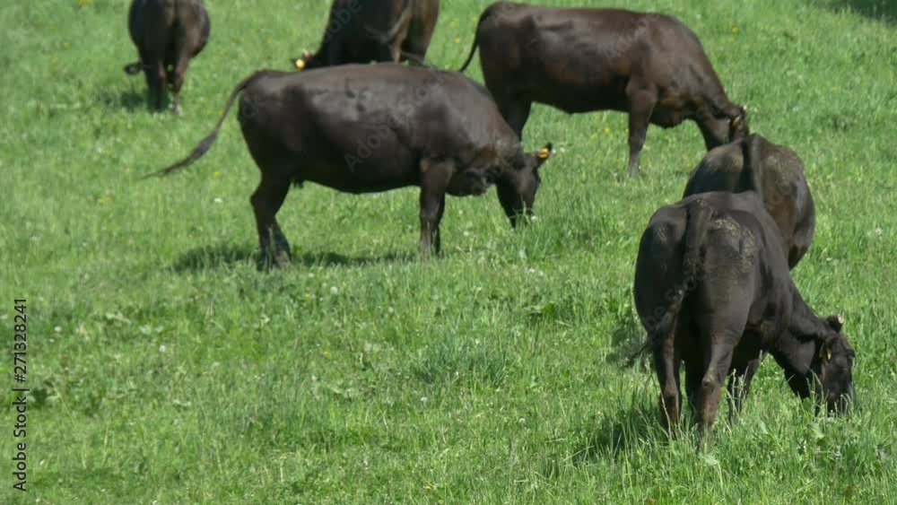 cow in field