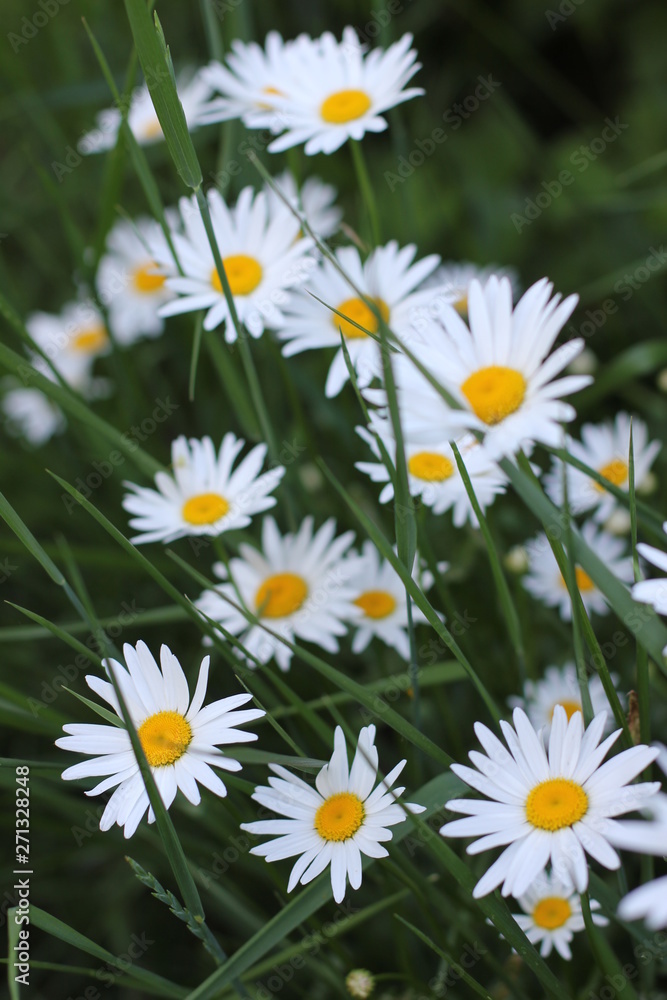 white daisies in the grass, photography white daisies in the grass, photography