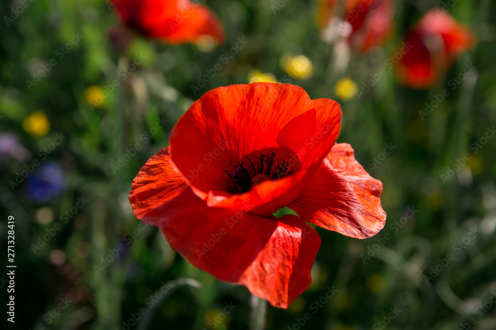 poppy field rustic flower wild blossom bloom grass cornflower meadow nature poppy field rustic flower wild blossom bloom grass cornflower meadow nature