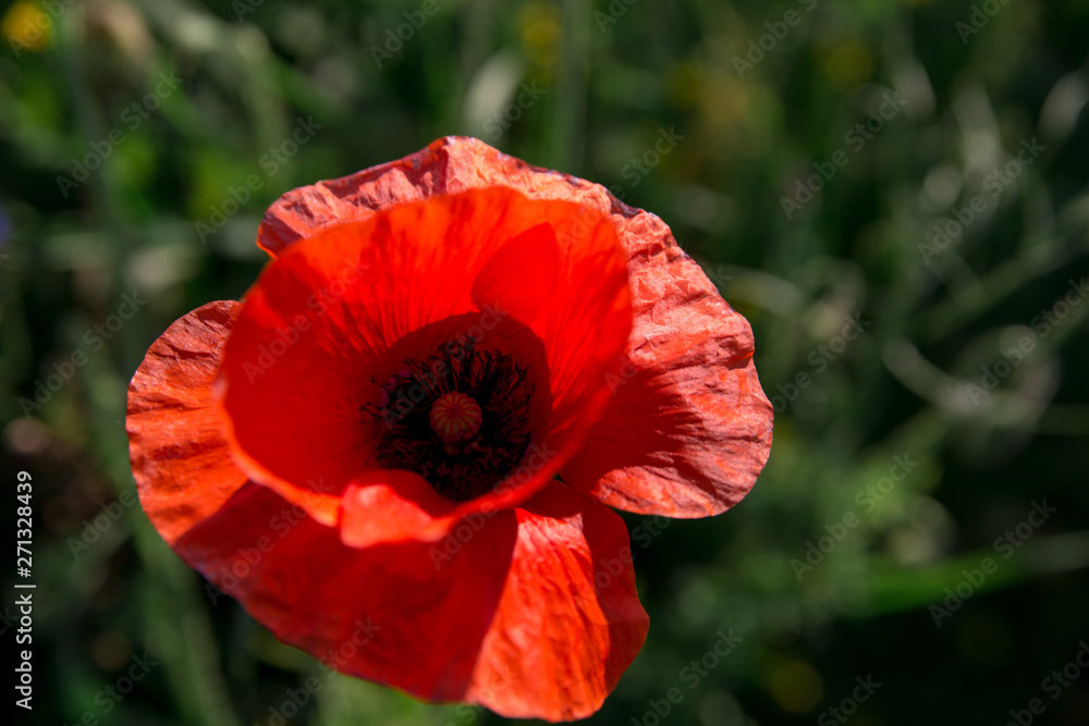 poppy field rustic flower wild blossom bloom grass cornflower meadow nature