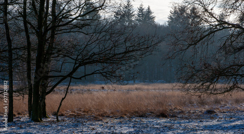 Winter the Netherlands. Forest. Heather and peat fields Havelte drente