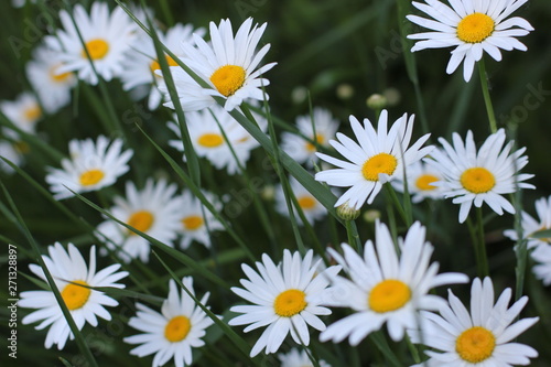 white daisies in the grass  photography