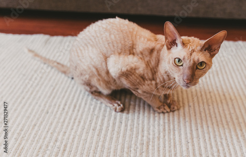 Sitting Gold eyed Peterbald cat . Purebred cat looking at the camera...