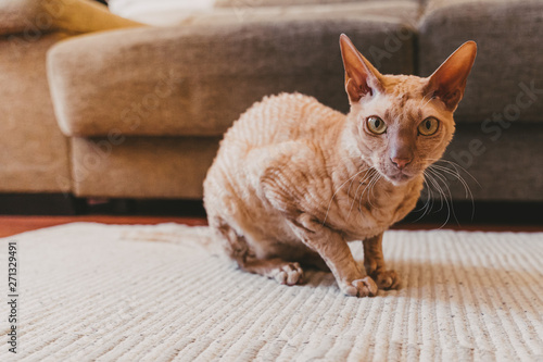 Sitting Gold eyed Peterbald cat . Purebred cat looking at the camera...