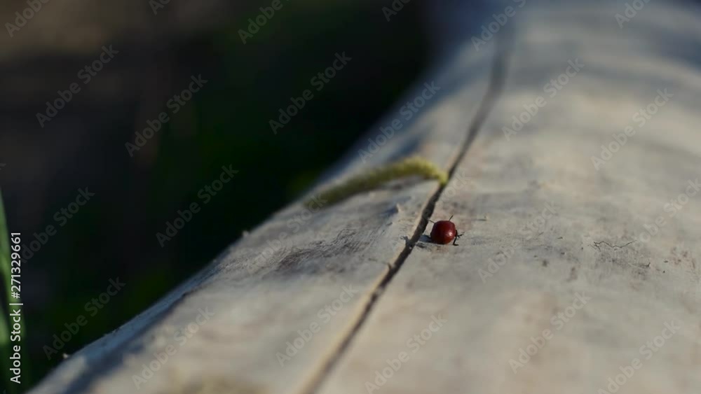 Ladybird walking on wood in direct sunlight Ladybird walking on wood in direct sunlight
