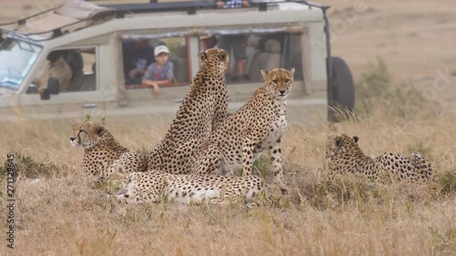 Static shot of a pack of Cheetahs, sitting and looking at a 4x4 car full of people, driving by, in the savannas of Masai Park, in Kenya, Africa photo