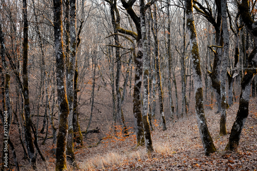 Obraz premium trees on a hillside in the autumn forest