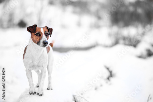Fototapeta Naklejka Na Ścianę i Meble -  Pup visits the snow