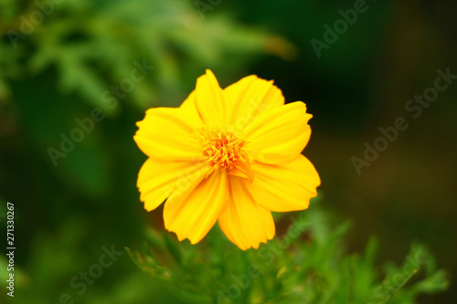 Cosmos sulphureus is also known as sulfur cosmos and yellow cosmos. It is native to Mexico,