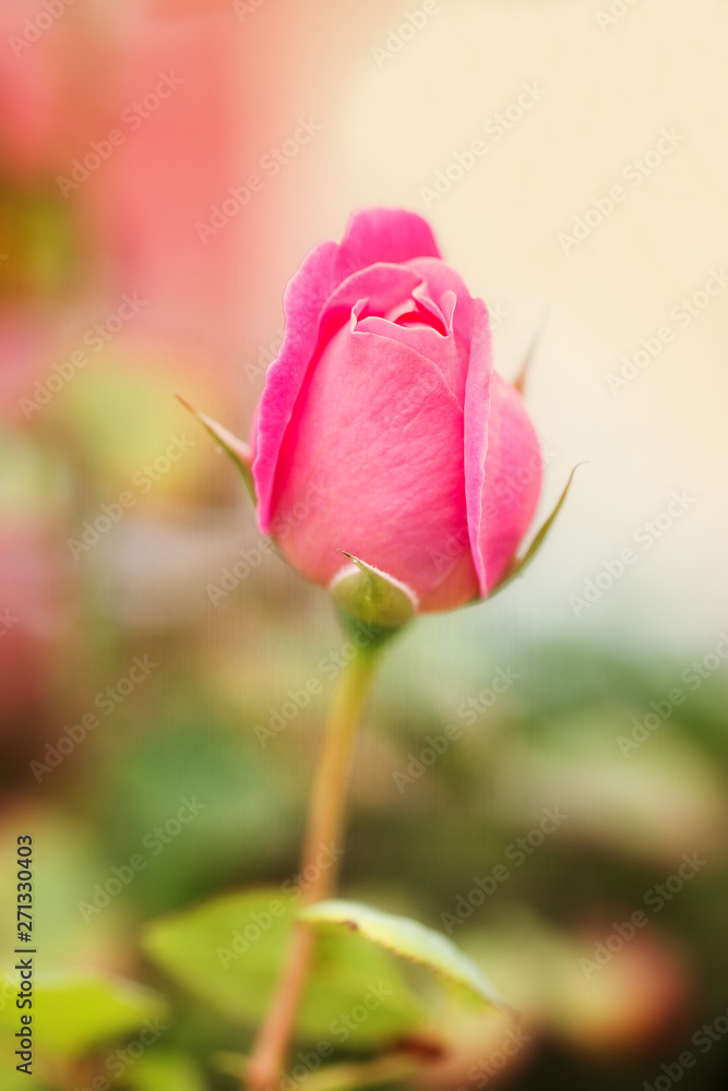 ROSE FLOWER ALONE ROSE FLOWER ALONE