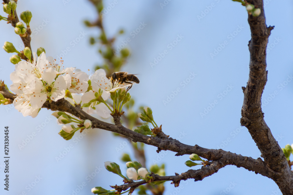 Close-up of branch with plum blossoms and a bee prostrate on a flower over clear blue sky. Spring background. Spring time and good weather. Close-up of branch with plum blossoms and a bee prostrate on a flower over clear blue sky. Spring background. Spring time and good weather.