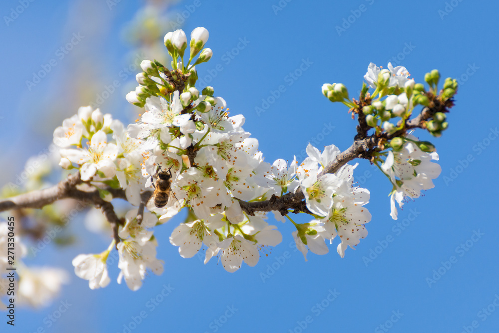 Close-up of branch with plum blossoms and a bee prostrate on a flower over clear blue sky. Spring background. Spring time.