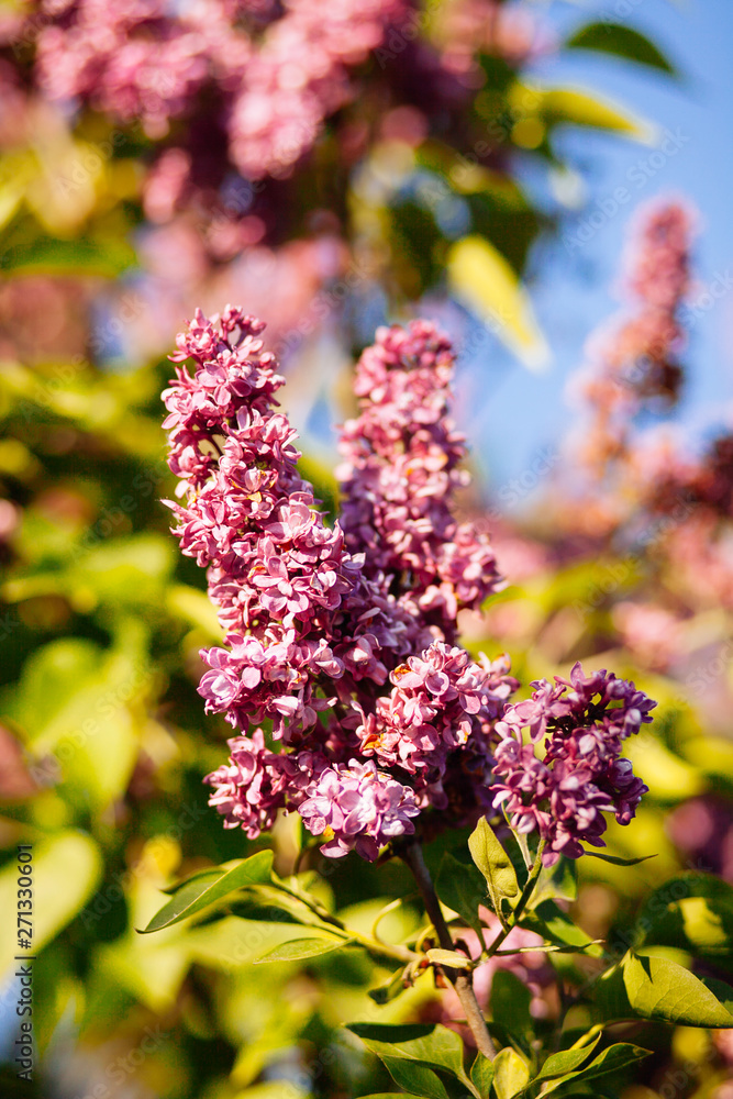 Purple lilac blossoms blooming in springtime