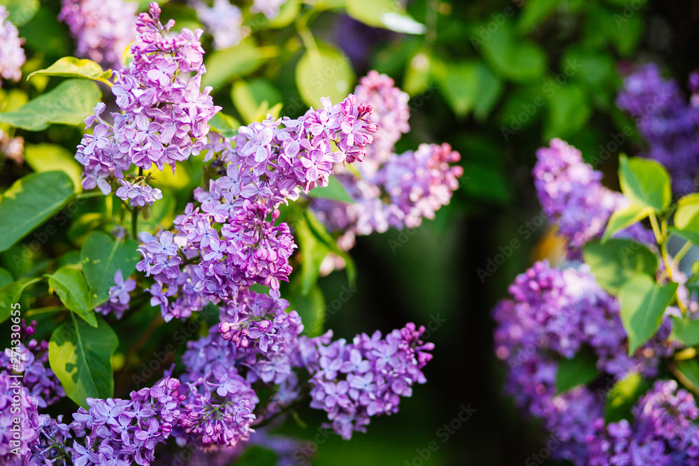 Purple lilac blossoms blooming in springtime Purple lilac blossoms blooming in springtime
