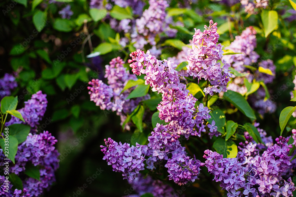 Purple lilac blossoms blooming in springtime Purple lilac blossoms blooming in springtime