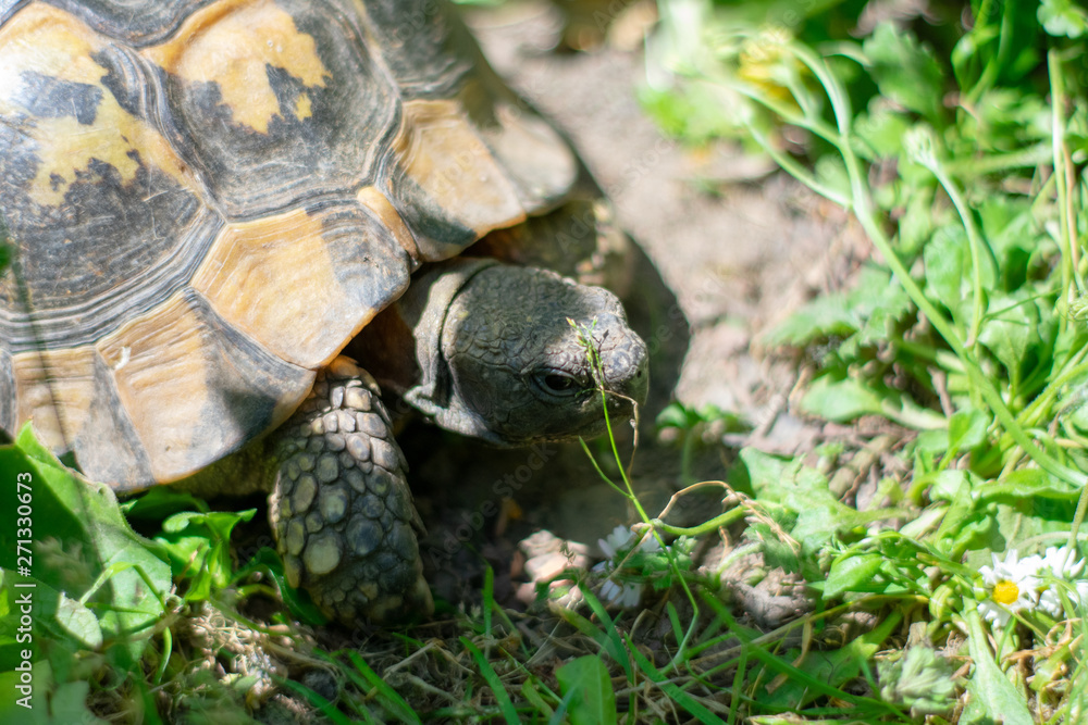 Hermann's tortoise taking a stroll in green grass on sunny day Hermann's tortoise taking a stroll in green grass on sunny day