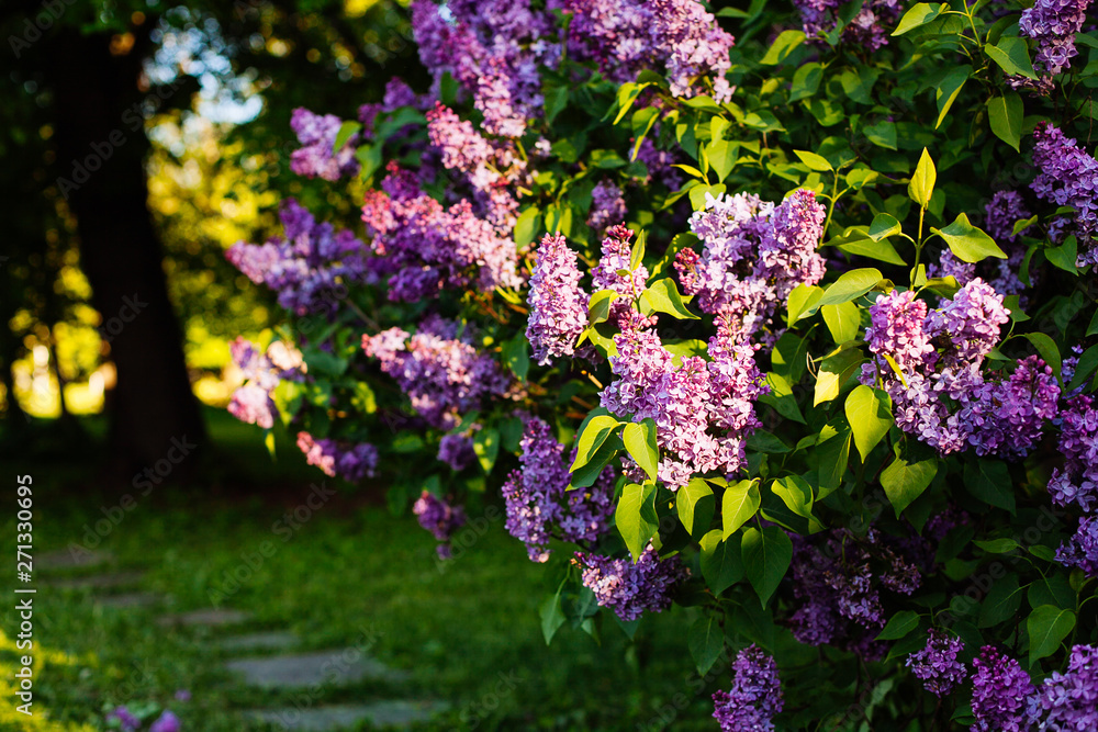 Obraz premium Purple lilac blossoms blooming in springtime