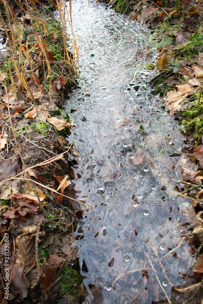 Obraz premium Frozen water puddle in autumn forest