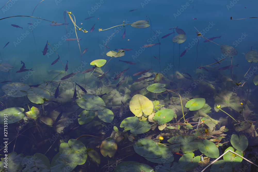Close view to the mountain lake full of fish and water lilies. Colored with blue tone Close view to the mountain lake full of fish and water lilies. Colored with blue tone