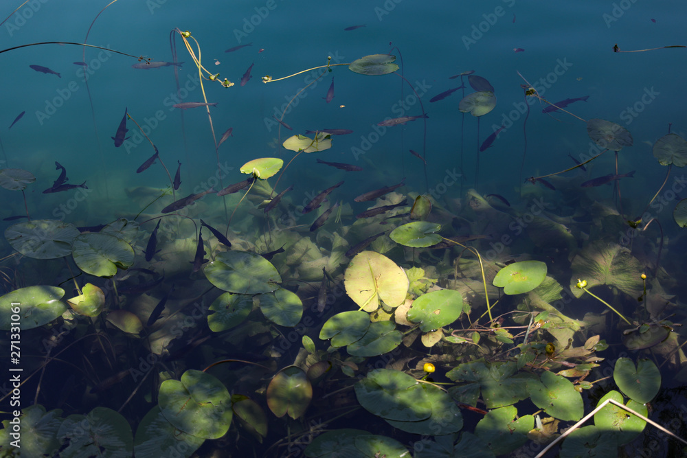 Close view to the mountain lake full of fish and water lilies. Colored with green tone Close view to the mountain lake full of fish and water lilies. Colored with green tone