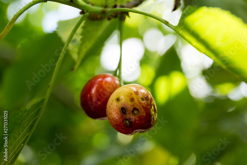 Cherry tree disease. Coryneum Blight, these very common foliar diseases are collectively called shot hole.