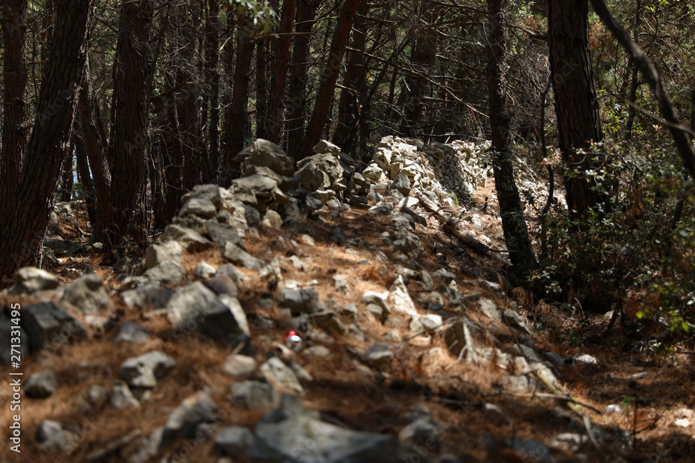 Rocky path between trees in Croatia Rocky path between trees in Croatia
