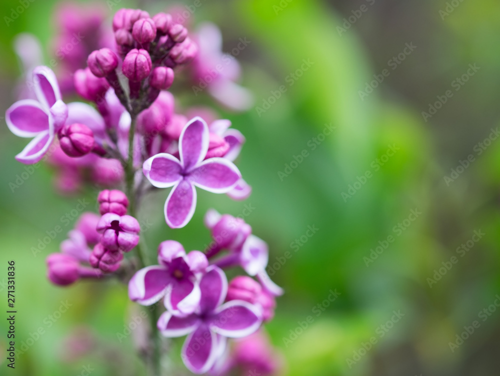 Close up photo of flowers. Bokeh. Macroshooting. Close up photo of flowers. Bokeh. Macroshooting.