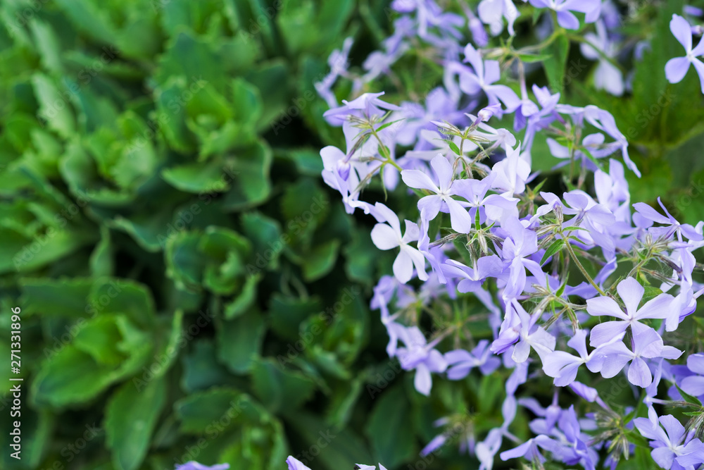 Close up photo of flowers. Bokeh. Macroshooting. Close up photo of flowers. Bokeh. Macroshooting.