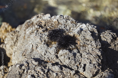 Black sea urchins on the rocky bay of Adriatic sea in Croatia photo