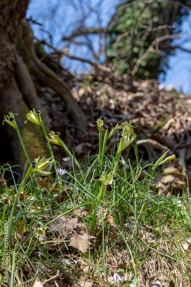 The wild iris (Iris tuberosa) with yellow flowers grows in its natural habitat. The wild iris (Iris tuberosa) with yellow flowers grows in its natural habitat.