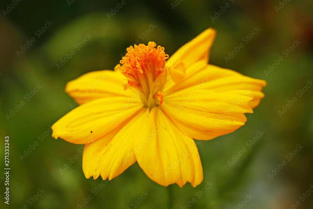 Cosmos sulphureus is also known as sulfur cosmos and yellow cosmos. It is native to Mexico, Cosmos sulphureus is also known as sulfur cosmos and yellow cosmos. It is native to Mexico,