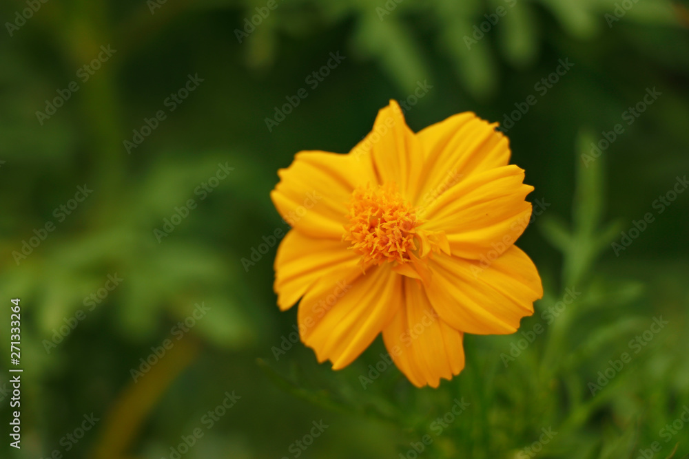 Cosmos sulphureus is also known as sulfur cosmos and yellow cosmos. It is native to Mexico, Cosmos sulphureus is also known as sulfur cosmos and yellow cosmos. It is native to Mexico,