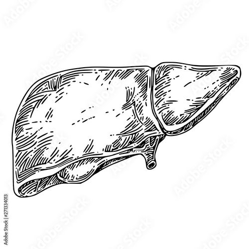 Liver with medical mask. Realistic hand-drawn icon of human internal  organs. Engraving art. Sketch style. Design concept for your medical  projects posters. Text stop disease. Vector illustration.:: موقع تصميمي
