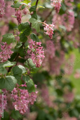 Wallpaper Mural pink flowers in garden Torontodigital.ca