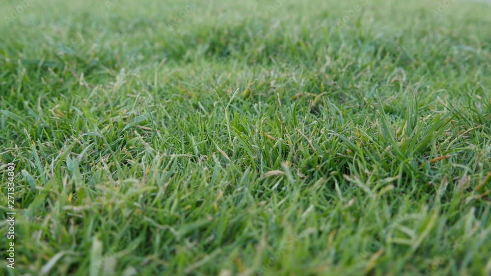 Cesped verde Cesped verde