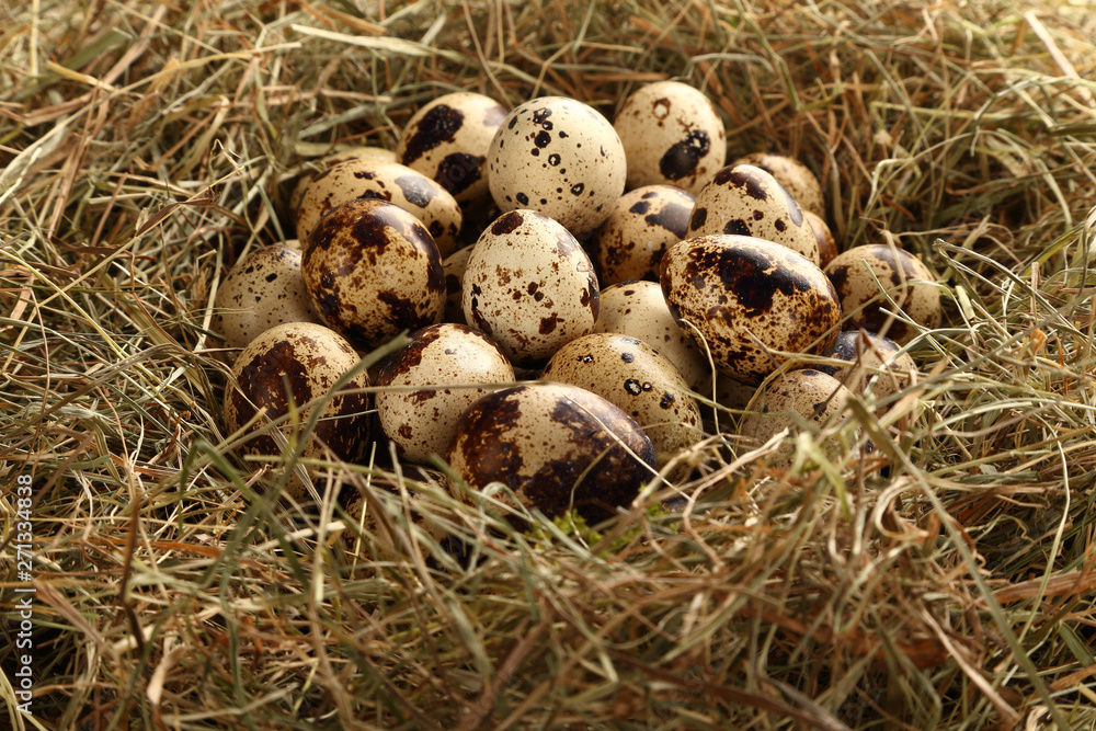 Quail eggs in a nest of hay. Quail eggs in a nest of hay.