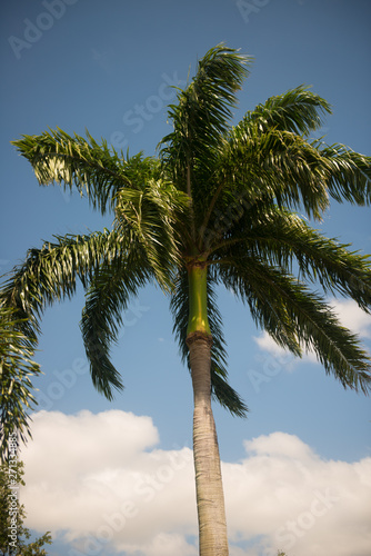 Fototapeta Naklejka Na Ścianę i Meble -  palm tree on background of blue sky