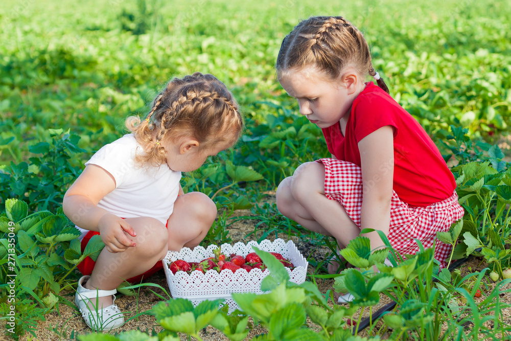 Children's collection of strawberries. Children gather fresh fruit from the organic strawberry farm. Kids gardening and harvesting. Outdoor family summer fun in the country Children's collection of strawberries. Children gather fresh fruit from the organic strawberry farm. Kids gardening and harvesting. Outdoor family summer fun in the country