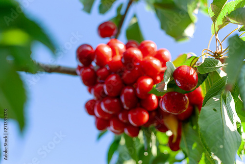Big red cherries with leaves and stalks. Good harvest of juicy ripe cherries. Cluster of ripe cherries on cherry tree. Fresh and healthy fruit. Cherry orchard.