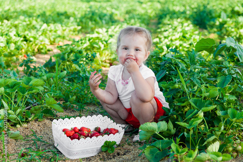 Child picking strawberry on fruit farm field on sunny summer day. Kids pick fresh ripe organic strawberry in white basket on pick your own berry plantation. Little girl eating strawberries