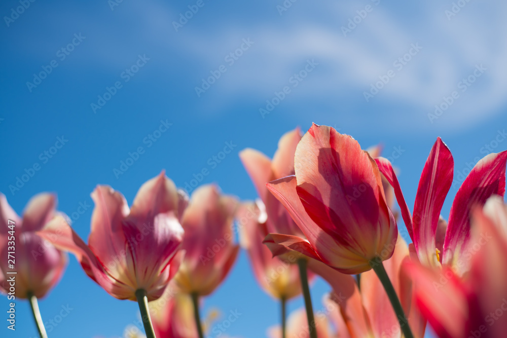 Fototapeta premium tulip with blue sky