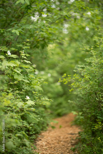 path in forest