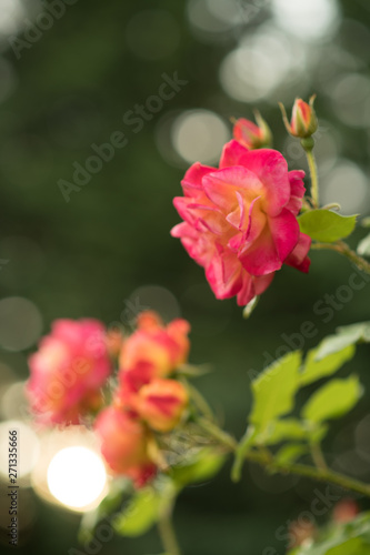 pink rose in garden © presidentk52
