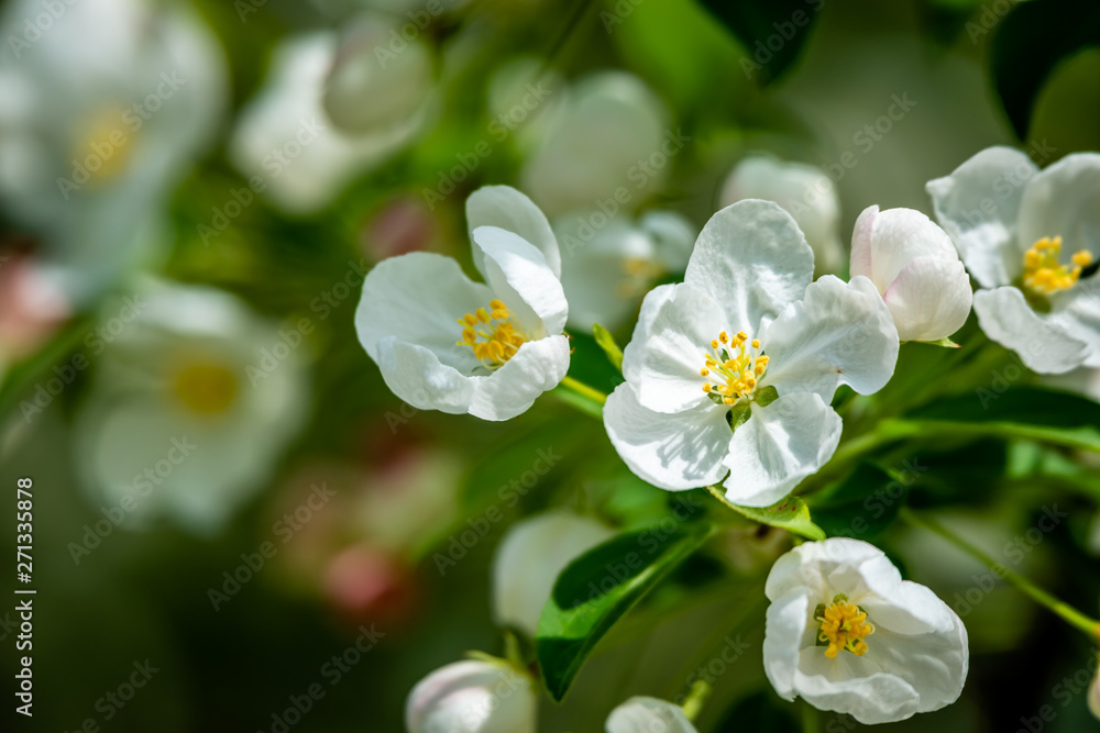 Obraz premium White flowers of apple tree