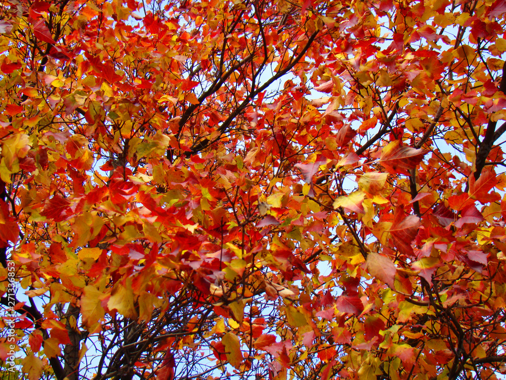 Bright red foliage against the blue sky.