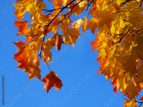 Bright autumn leaves against the blue sky.