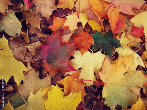 Multicolored leaves lie on the ground in autumn.