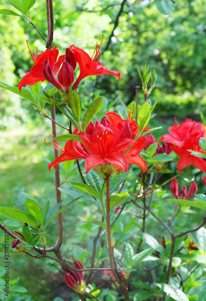 Deciduous rhododendron Azalea 'Nabucco', ornamental shrub in the garden blooming with red flowers.